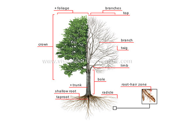 tree roots underground diagram